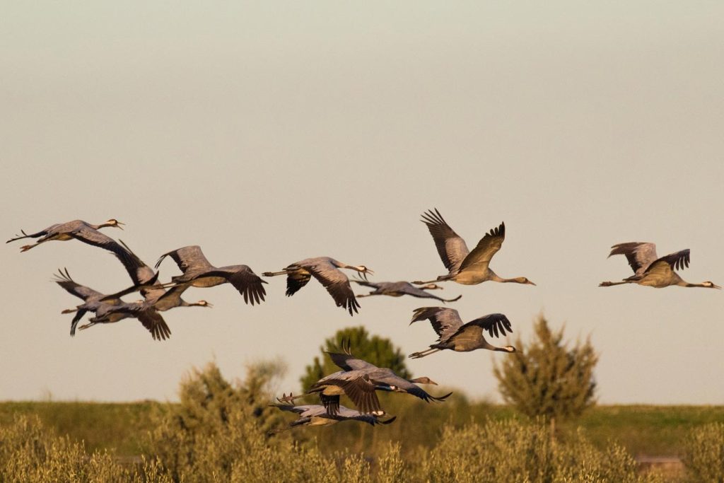 Cet animal emblématique des Landes de Gascogne connait une chute inquiétante de population en 2025 Cet animal emblématique des Landes de Gascogne connait une chute inquiétante de population en 2025