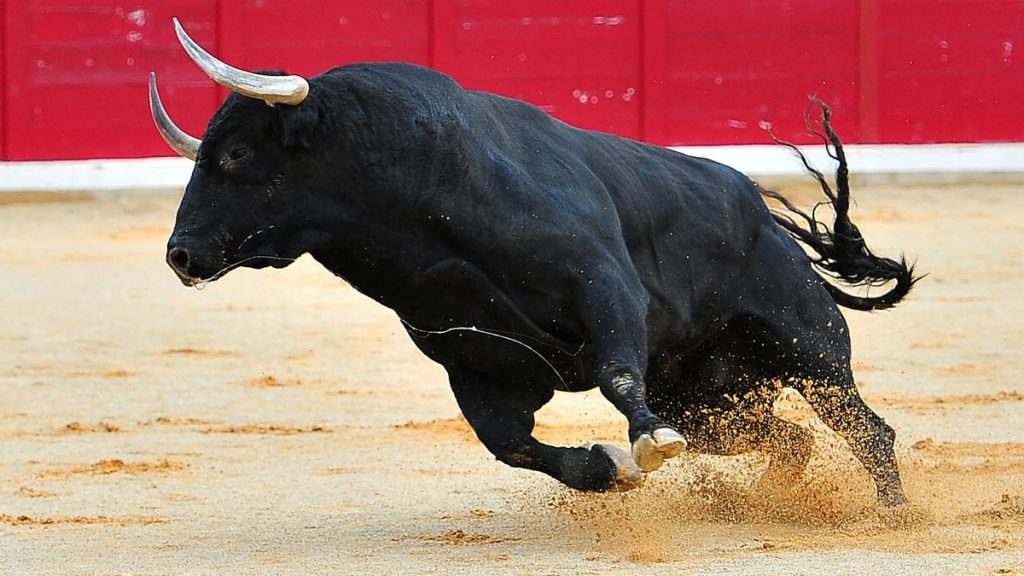 Cette ville des Landes a décidé d'interdire la corrida mais conserve un évènement avec des taureaux