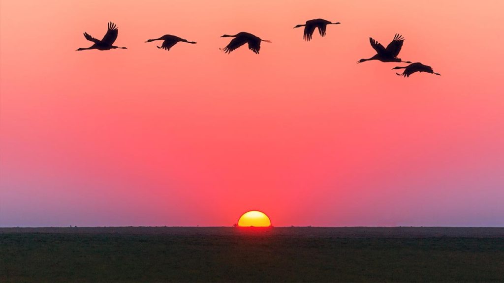 La France a classé en espèce invasive cet animal avec 13 000 individus sur son territoire