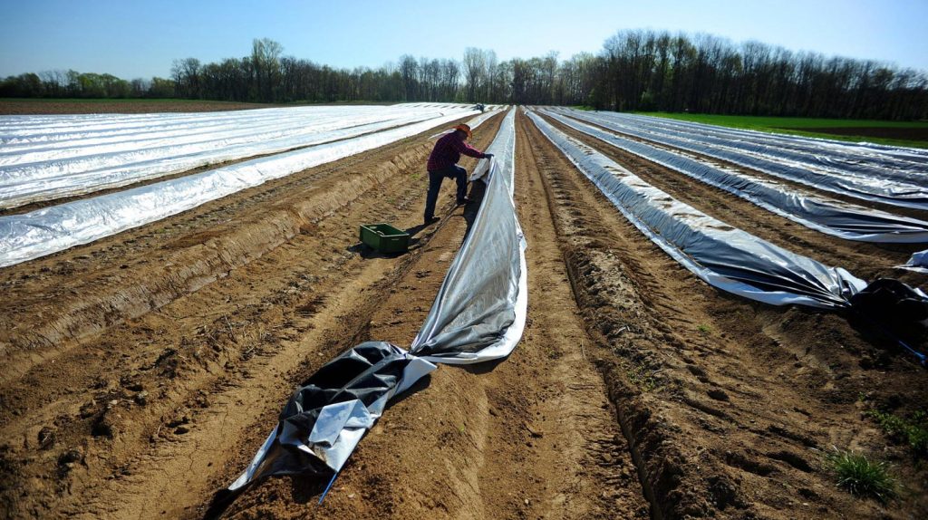Landes : La récolte de ce légume délicieux a enfin commencé